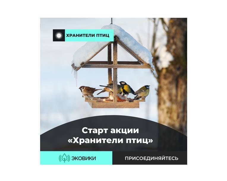 Как сделать правильную кормушку и помочь пернатым зимой: стартовала акция «Хранители птиц»