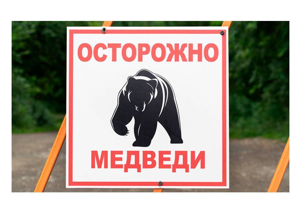 Поведение человека при встрече с медведем