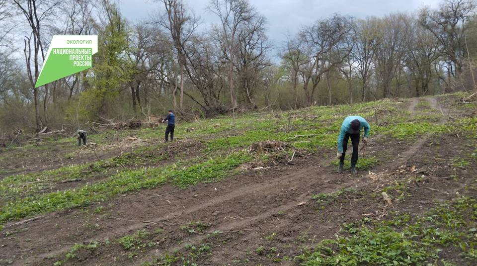 В Кабардино-Балкарии началась весенняя посадка лесных культур 2024 года