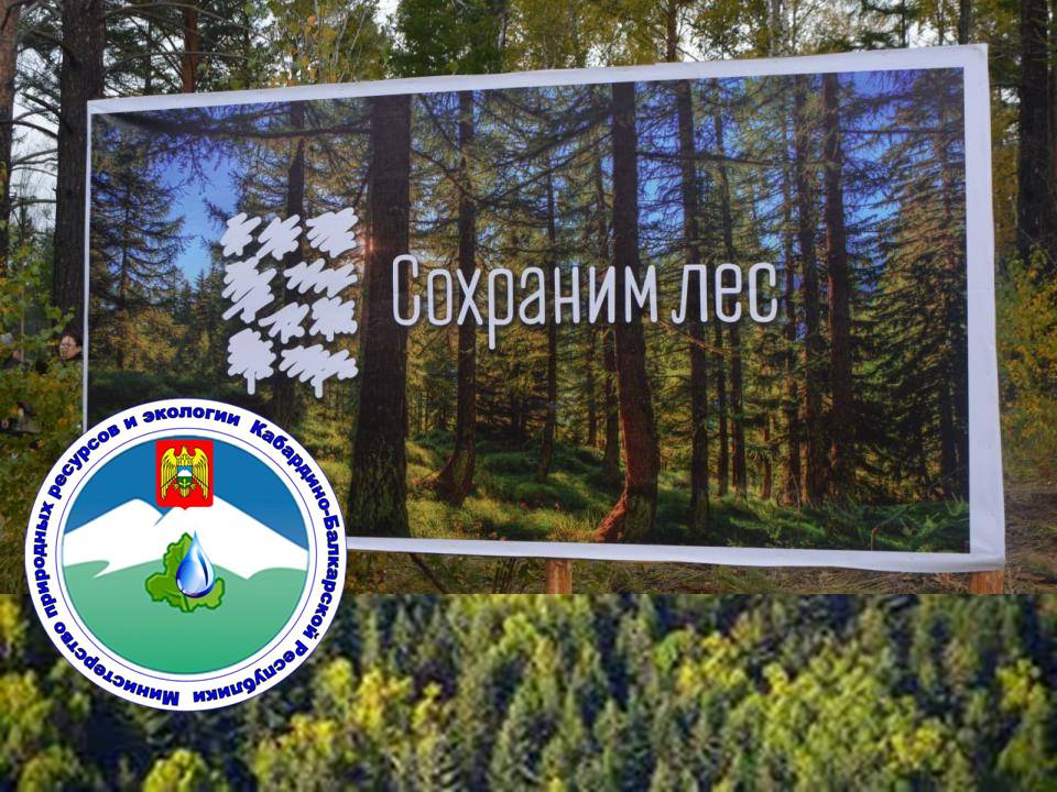 Всероссийская акция «Сохраним лес»