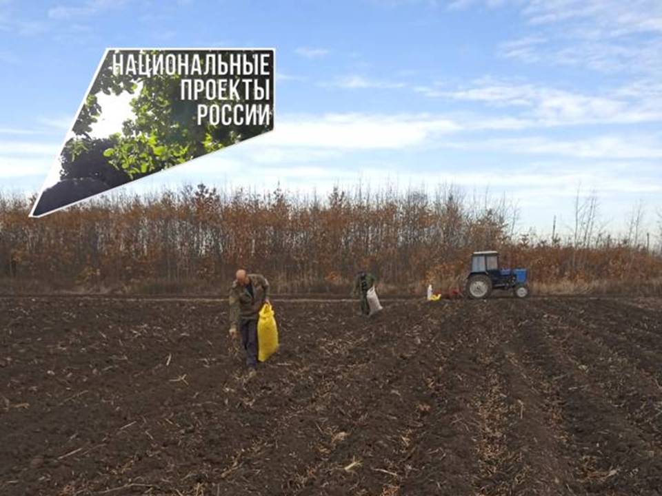 В Кабардино-Балкарии начался посев семян лесных культур 2023 года