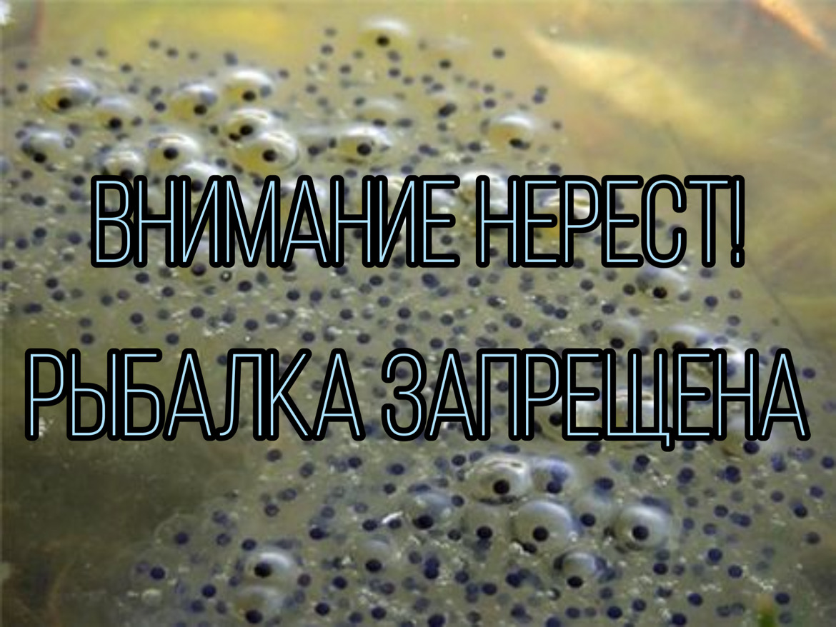Внимание нерест! Добыча (вылов) водных биоресурсов запрещена!