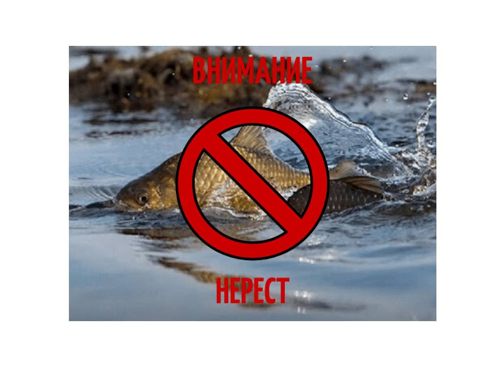 Внимание нерест! Добыча (вылов) водных биоресурсов запрещена! (15.04.2026)